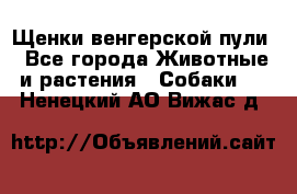 Щенки венгерской пули - Все города Животные и растения » Собаки   . Ненецкий АО,Вижас д.